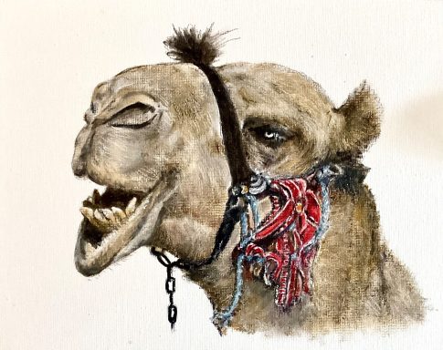 Laughing Camel £350