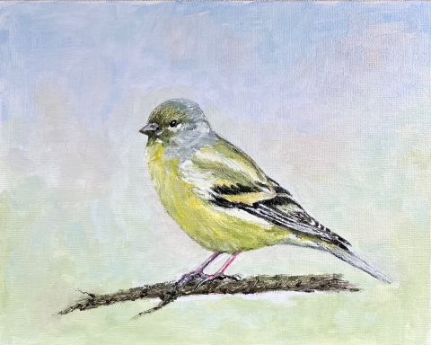 Greenfinch £150