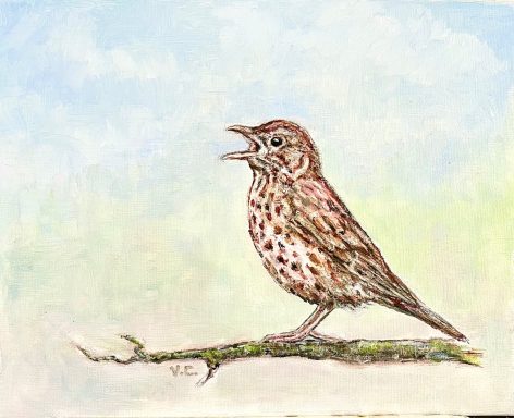Song Thrush £150