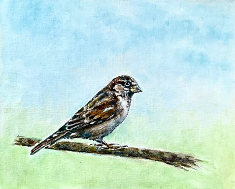 House Sparrow £150