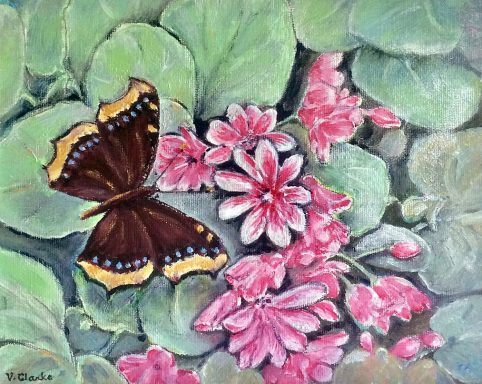 Camberwell Beauty £299