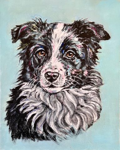 Border Collie £220