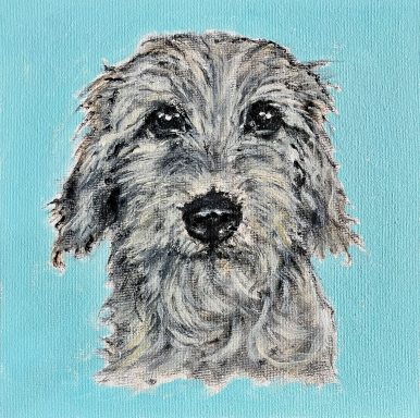 Wire-Haired Dachshund £220